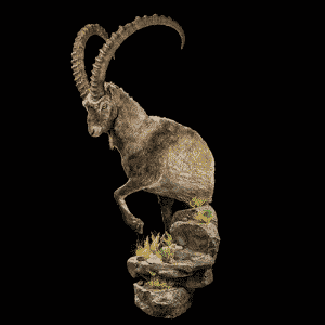 Ibex Halfmount - HH075