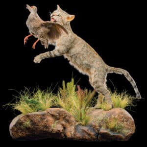 African Wildcat & Natal Spurfowl Fullmount Combination Wall Display 20160628 71181