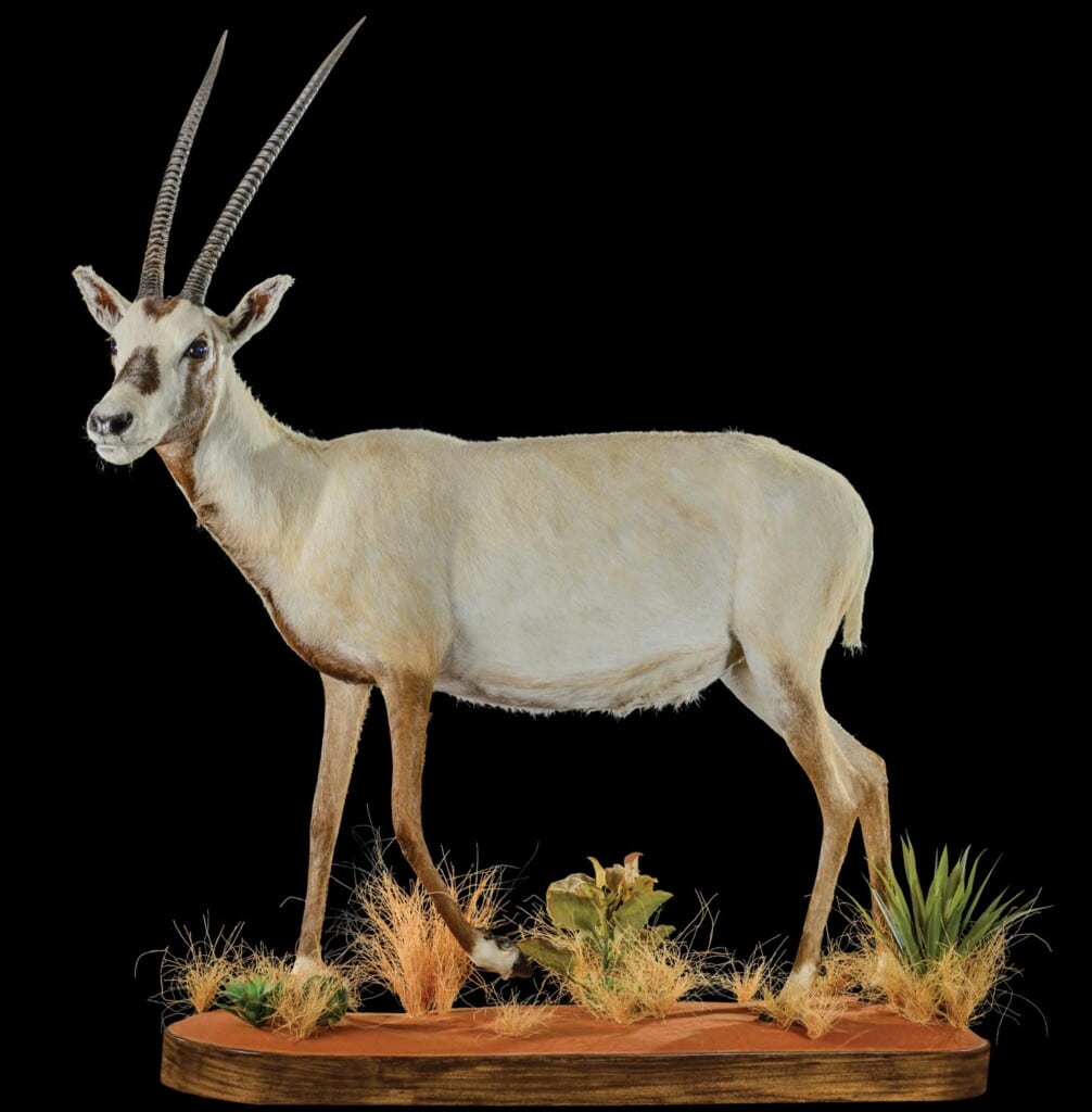 Arabian Oryx Fullmount L/T 20220831 0418