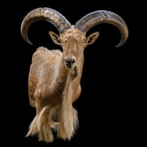 Barbary Sheep Shouldermount R/T Extended Leg 20220610 71230