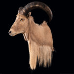 Barbary Sheep Shouldermount R/T 20250509 72993