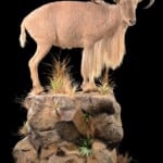 Barbary Sheep Fullmount R/T Custom Base 20150829 0048