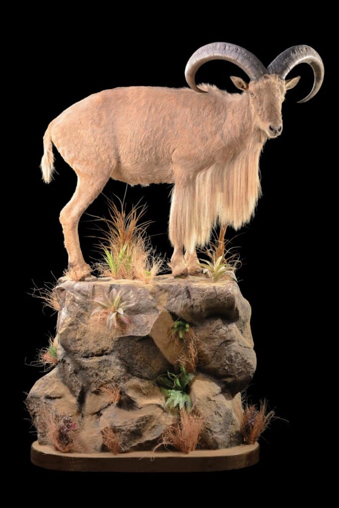 Barbary Sheep Fullmount R/T Custom Base 20150829 0048