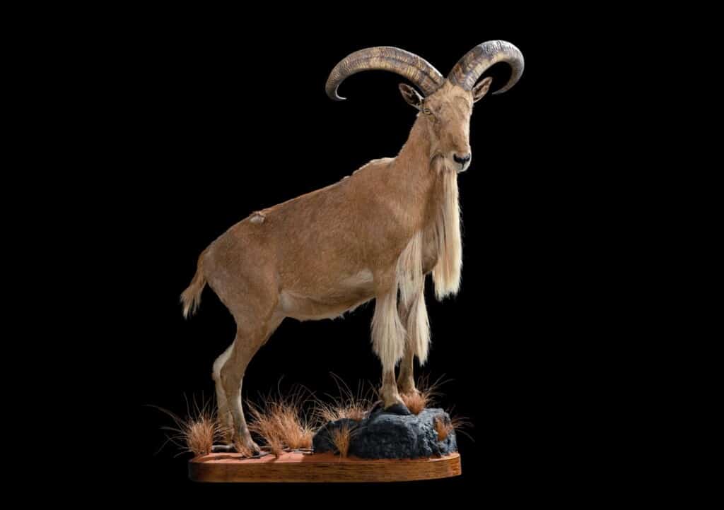 Barbary Sheep Fullmount R/T 20191024 0047