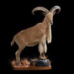 Barbary Sheep Fullmount R/T 20191024 0047