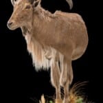 Barbary Sheep Halfmount 20181003 0043