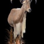 Barbary Sheep Halfmount 20191024 0044