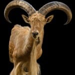 Barbary Sheep Shouldermount Extended Leg R/T 20220805 0046