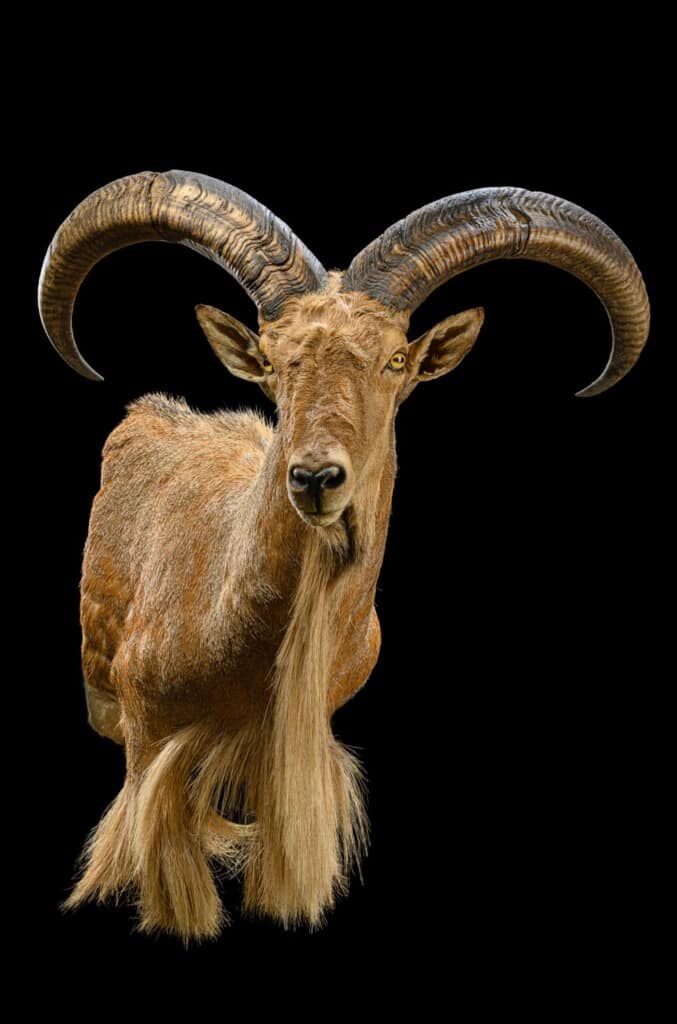 Barbary Sheep Shouldermount Extended Leg R/T 20220805 0046