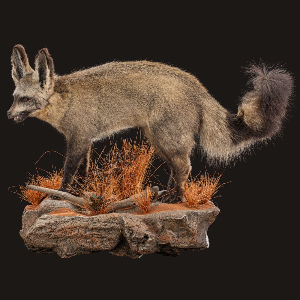 FOXES Taxidermy South Africa Get FOXES Trophy Quote
