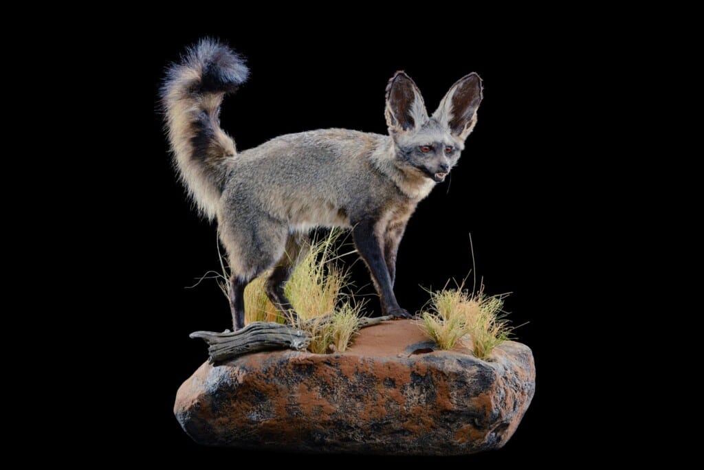 Bat Eared Fox Fullmount Right Turn Wall Display 20220829 0051