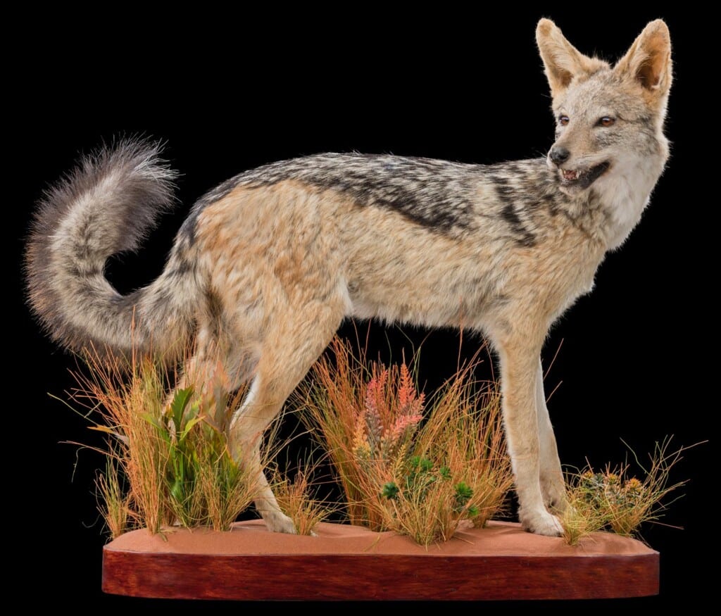 Black Backed Jackal Fullmount R/T 20180801 0651