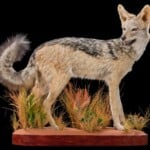 Black Backed Jackal Fullmount R/T 20180801 0651