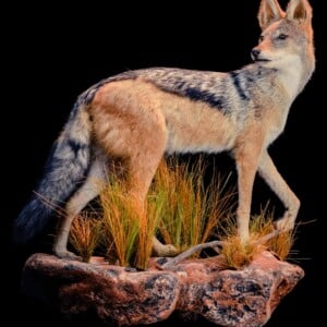 SPRINGHARE Taxidermy South Africa - Life-form Taxidermy