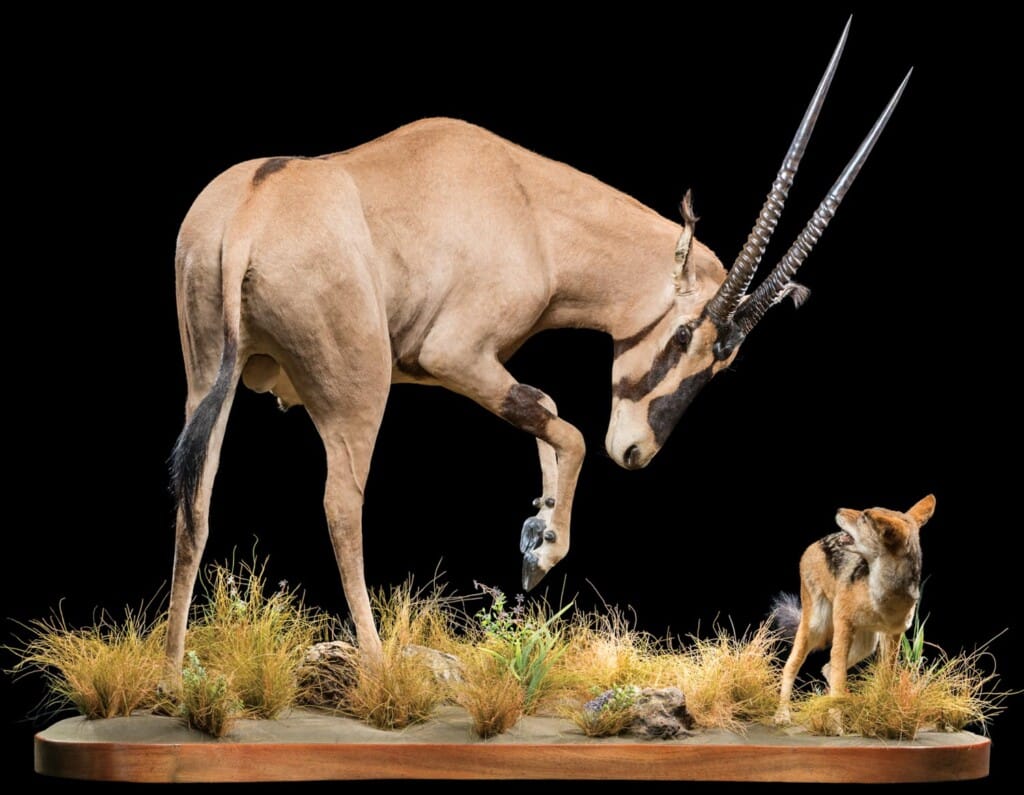 Gemsbuck Oryx and Jackal Fullmount Combination 20220831 1070