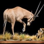 Gemsbuck Oryx and Jackal Fullmount Combination 20220831 1070