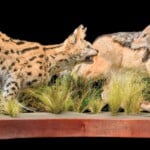 Black Backed Jackal and Serval Fullmount Combination 20160628 0655