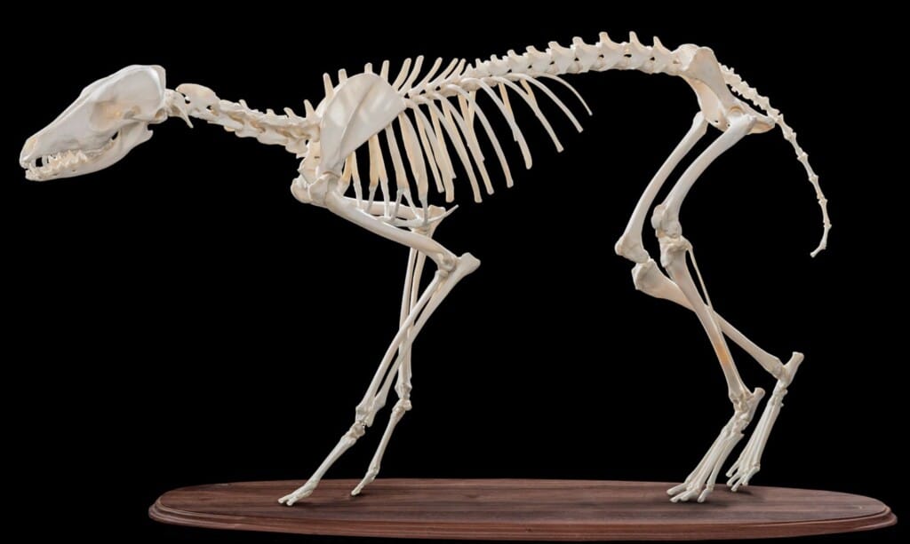 Black Backed Jackal Skeleton on Custom Base 20180801 0658