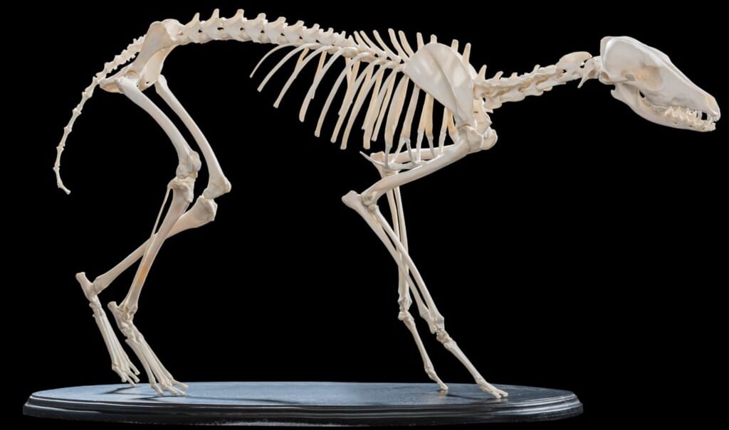 Black Backed Jackal Skeleton on Custom Base 20180801 0659