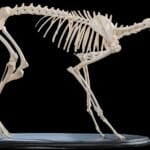 Black Backed Jackal Skeleton on Custom Base 20180801 0659