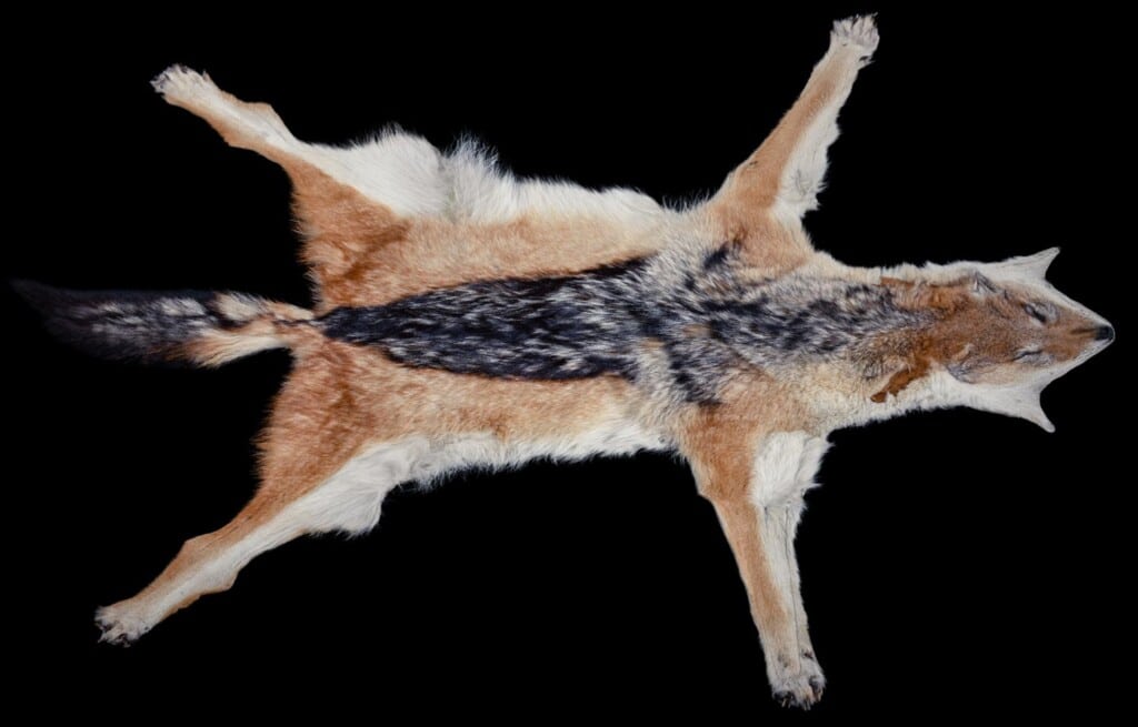 Black Backed Jackal Flatskin 20191115 0656