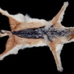 Black Backed Jackal Flatskin 20191115 0656