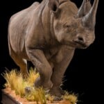 Black Rhino Fullmount 20190527 1166