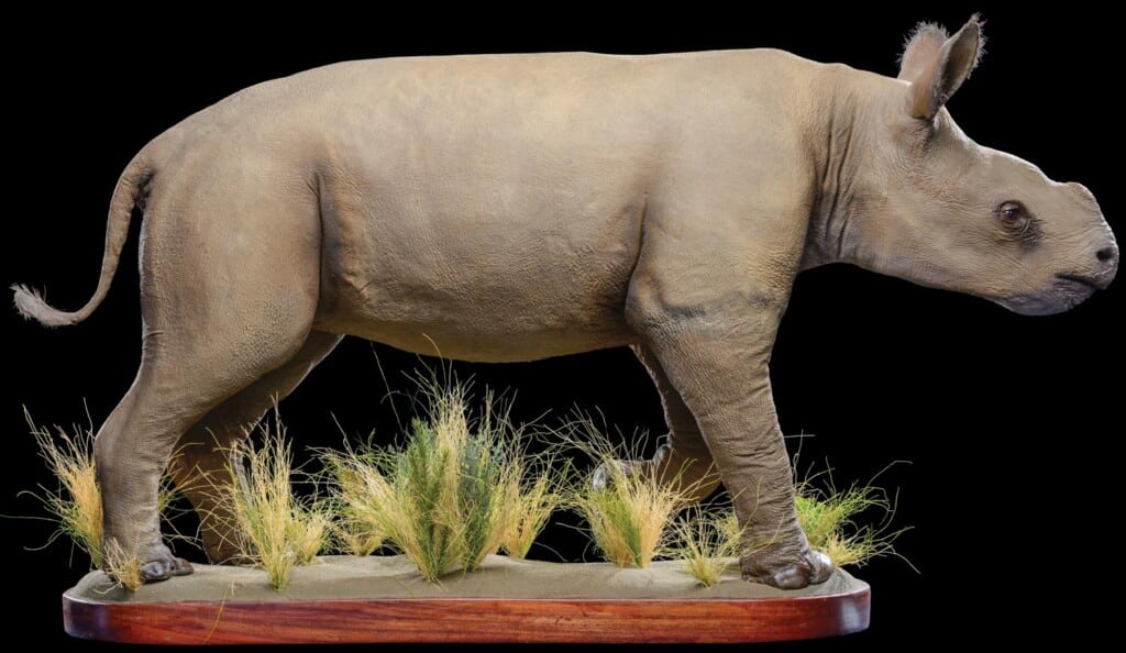 Black Rhino Fullmount Artificial 20220830 1167