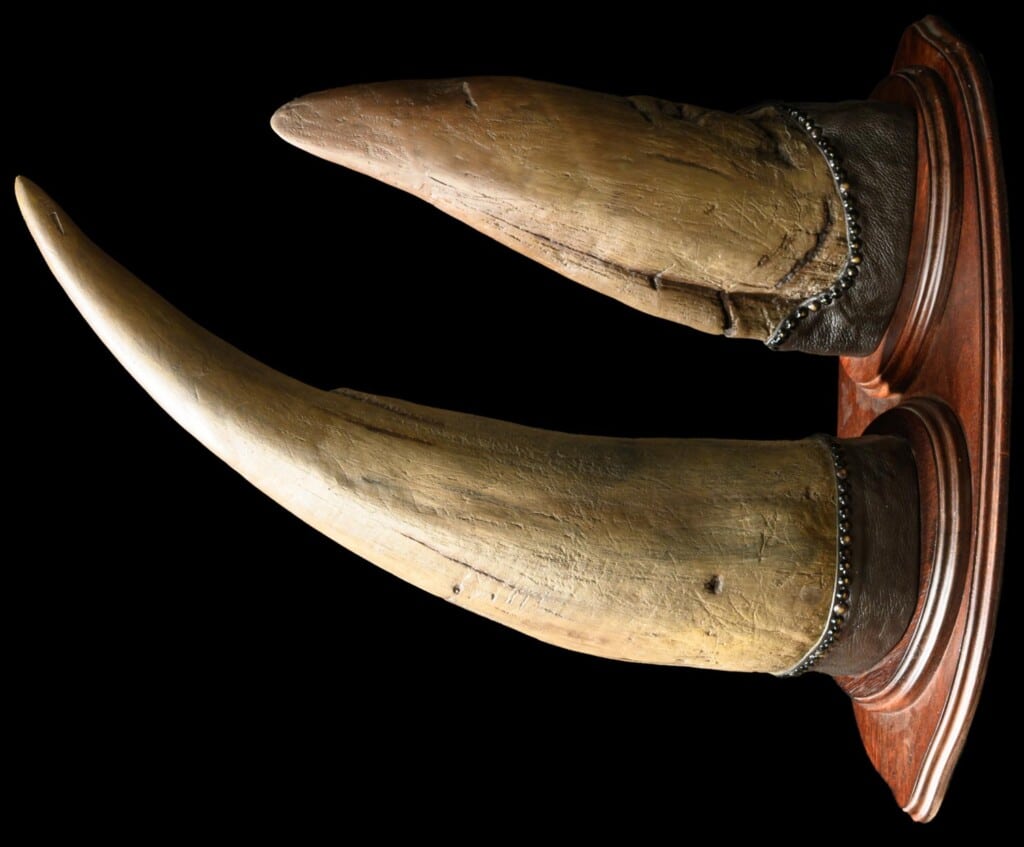 Black Rhino Horn Shieldmount Custom Base 20220805 1171