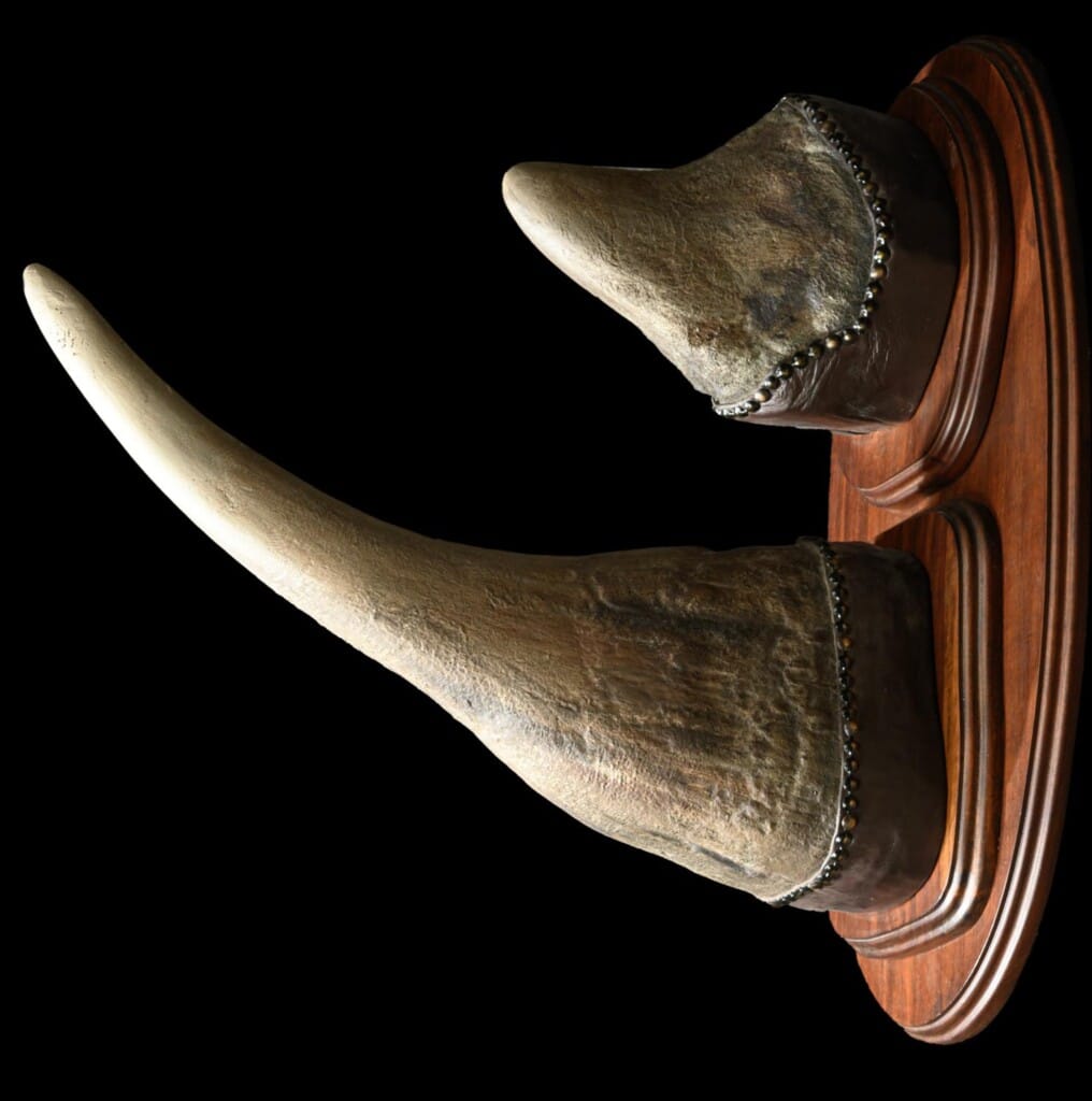 Black Rhino Horn Shieldmount Custom Base 20220805 1172