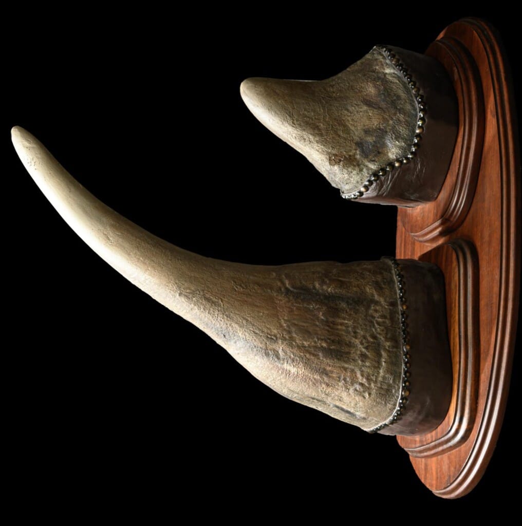 Black Rhino Horn Shieldmount 20220805 1172