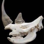 Black Rhino Fullskull with Jaw and Artificial Horn 20170717 1173