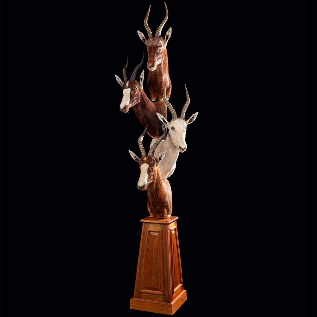 Blesbuck & Bontebok Pedestalmount Combination 20250509 72983