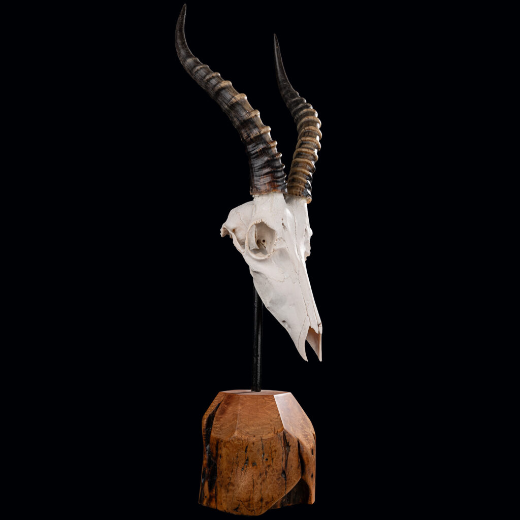 Blesbuck Euro Skull on Metal Stand with Wood Base 20250509 72984
