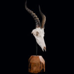 Blesbuck Euro Skull on Metal Stand with Wood Base 20250509 72984