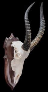 Blesbuck Fullskull Shieldmount 20180801 0100