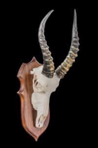 Blesbuck Fullskull Shieldmount 20190903 0101