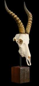Blesbuck Fullskull on Custom Table Stand 20220805 0105