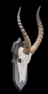 Blesbuck Euro Skull Shieldmount 20180801 0102