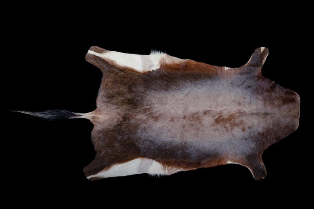 Blesbuck Flatskin tan 20191115 0087