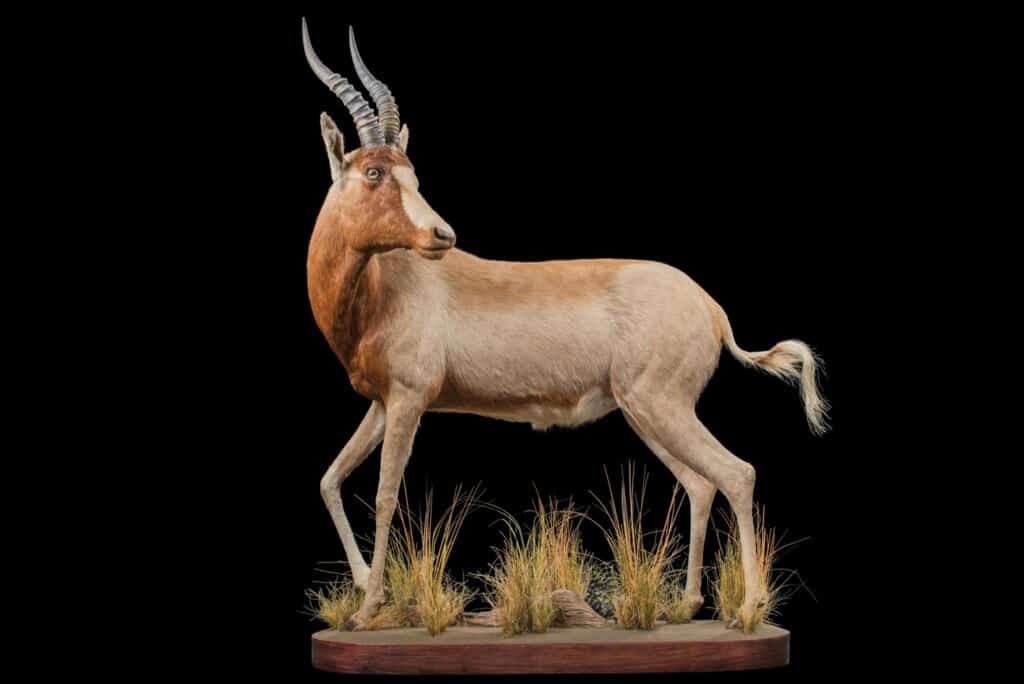 Blesbuck Fullmount Sharp L/T 20161102 0082
