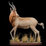 Blesbuck Fullmount Sharp L/T 20161102 0082