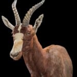 Blesbuck Shouldermount Straight Extended Leg 20180507 0097