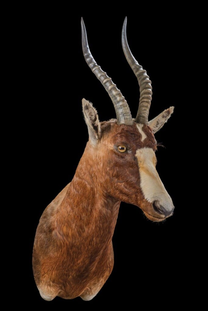 Blesbuck Shouldermount Left Turn 20220830 0095