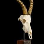 Blesbuck Fullskull on Custom Table Stand 20220805 0105