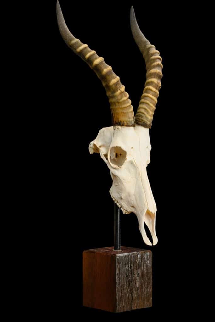 Blesbuck Fullskull on Custom Table Stand 20220805 0105