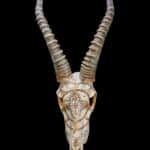 Blesbuck Fullskull Painted 20200811 0086