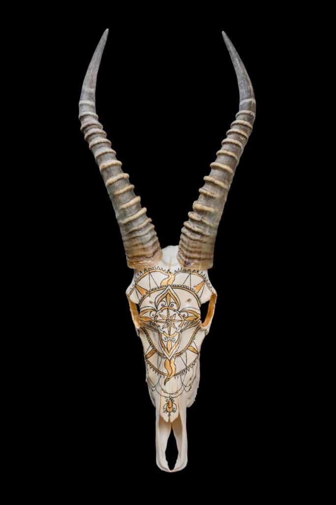 Blesbuck Fullskull Painted 20200811 0086