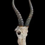Blesbuck Fullskull Carved 20200904 0083