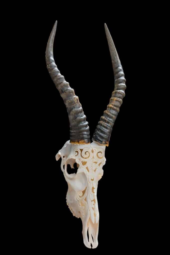 Blesbuck Fullskull Carved 20200904 0083